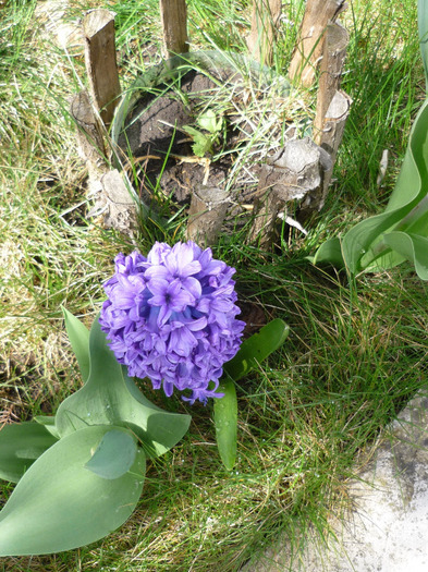 Ostara in 9-10 aprilie 2011