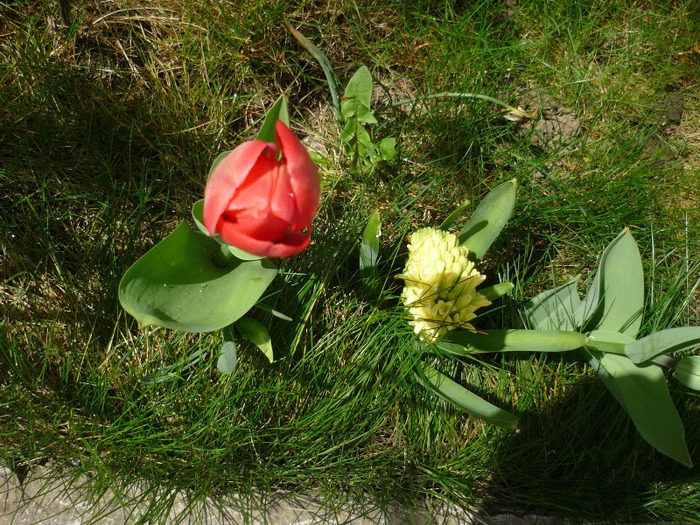 City of Haarlem in 9-10 aprilie 2011