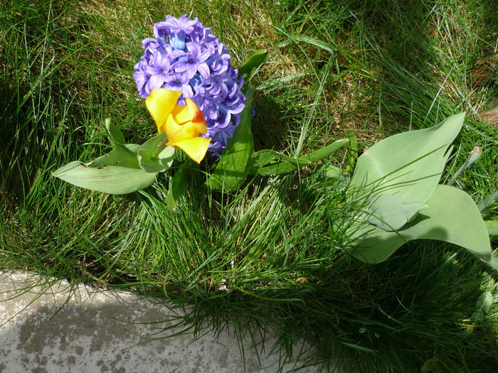 Ostara in 9-10 aprilie 2011