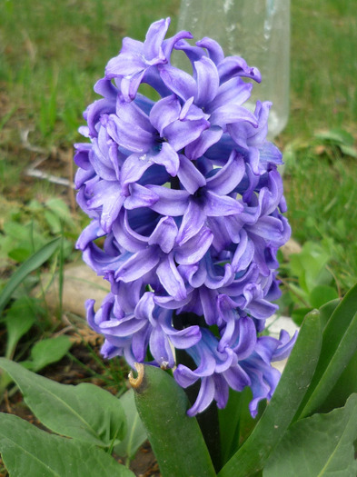 Ostara in 9-10 aprilie 2011
