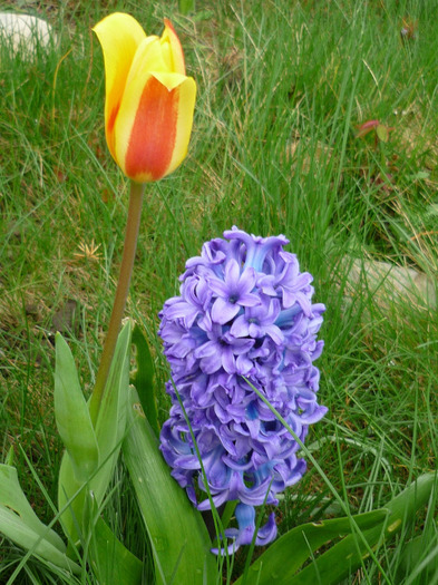 Ostara in 9-10 aprilie 2011