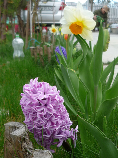 Splendid Cornelia in 9-10 aprilie 2011