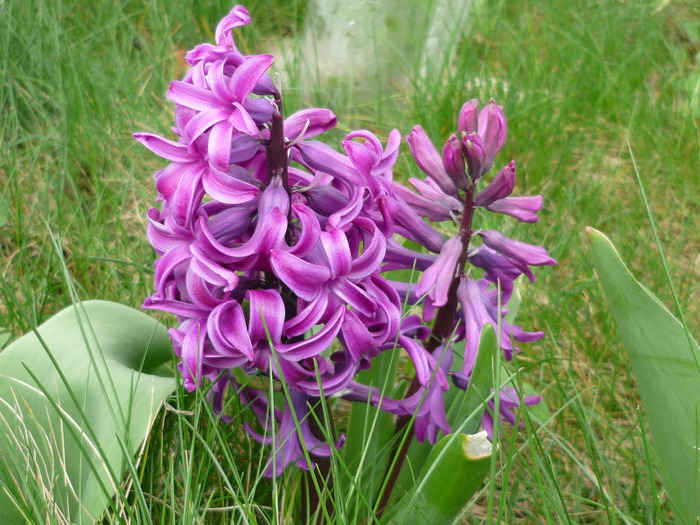 Purple Sensation in 9-10 aprilie 2011
