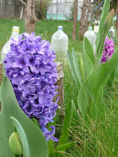 Ostara in 9-10 aprilie 2011