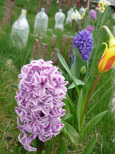 Splendid Cornelia in 9-10 aprilie 2011