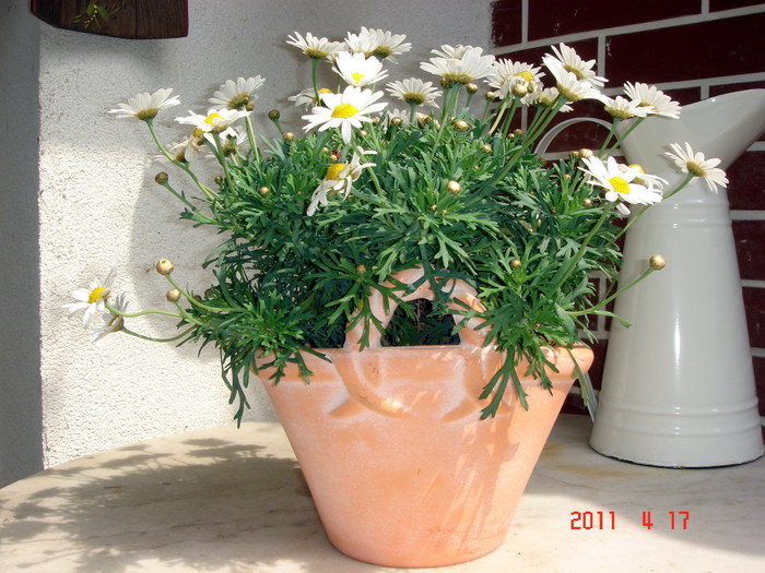 DSC09887
