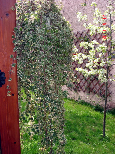 DSC09915