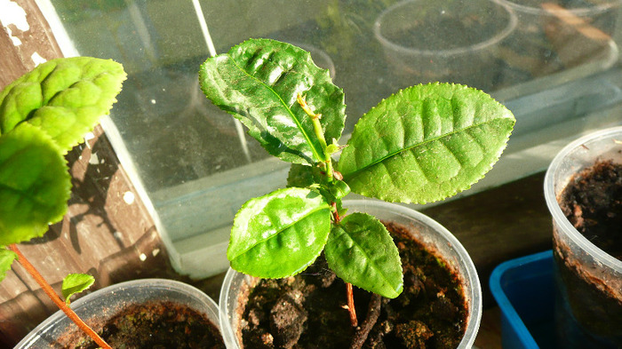 Camellia sinensis; Tot ceai verde
