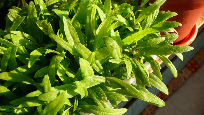 Goji - Lycium barbarum; Salata de Lycium
