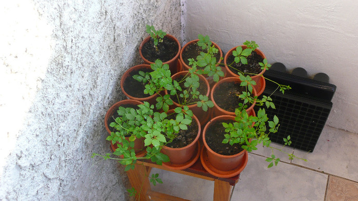 Gynostemma Pentaphyllum; Cele mai mici ginutze
