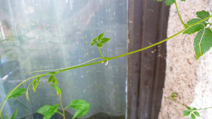 Gynostemma Pentaphyllum - Goji si Gynostemma 2011