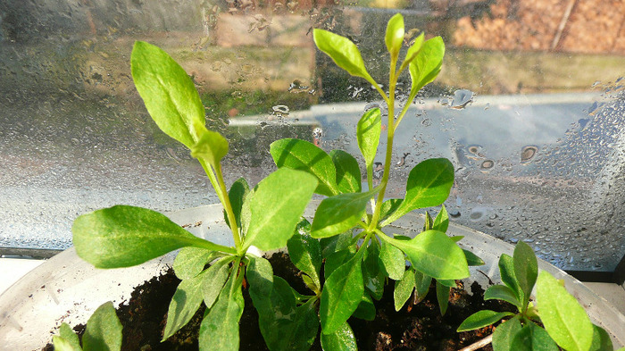 Goji - Lycium barbarum - Goji si Gynostemma 2011