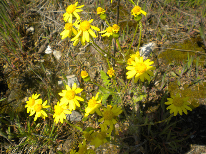 DSCN0663 - flori de camp si insecte