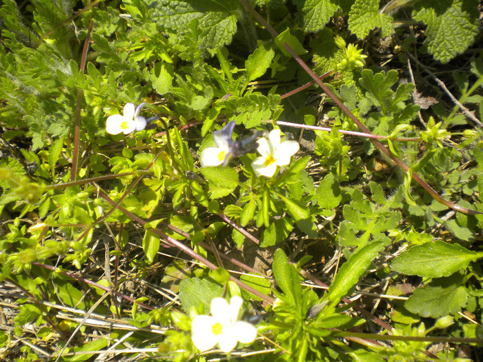 DSCN0669 - flori de camp si insecte
