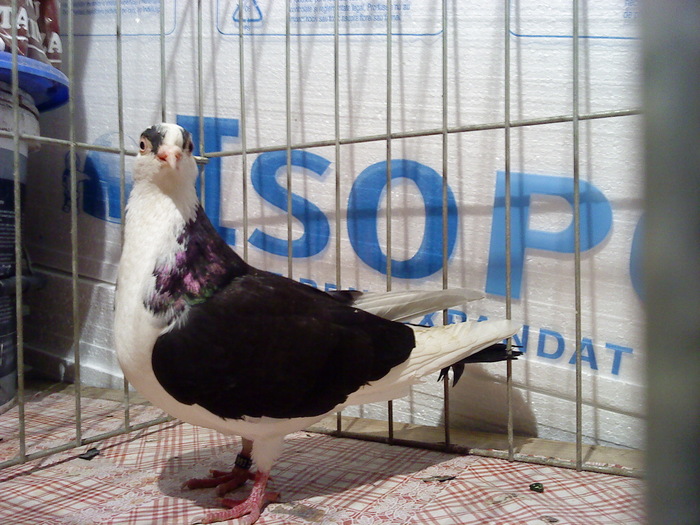 Data in Bai - D- Porumbei JUCATORI DE GALATI VANDUTI Album 1