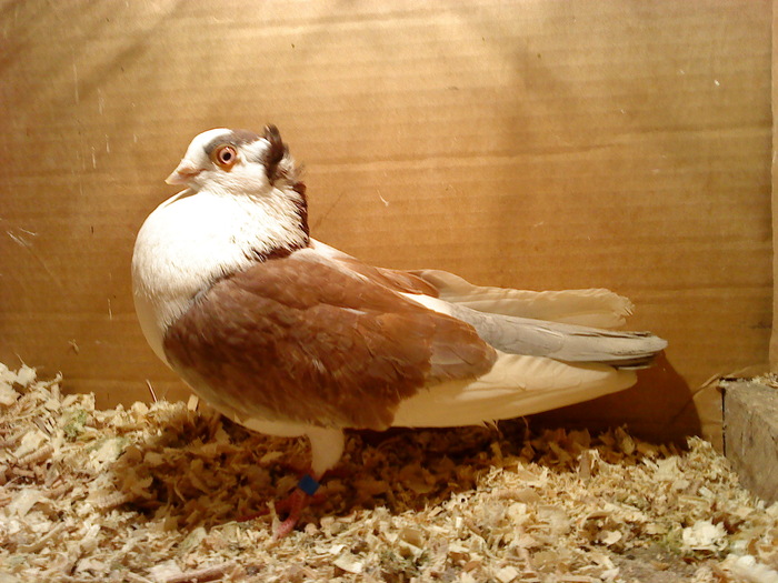 Dat in Bai - D- Porumbei JUCATORI DE GALATI VANDUTI Album 1