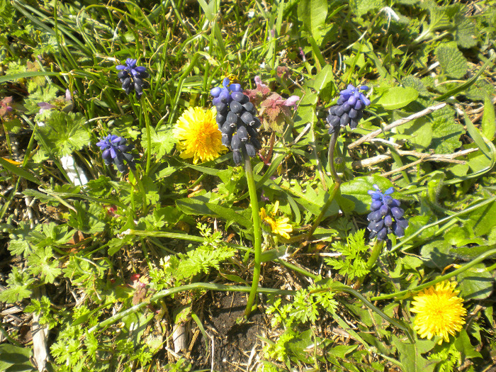 DSCN0672 - flori de camp si insecte