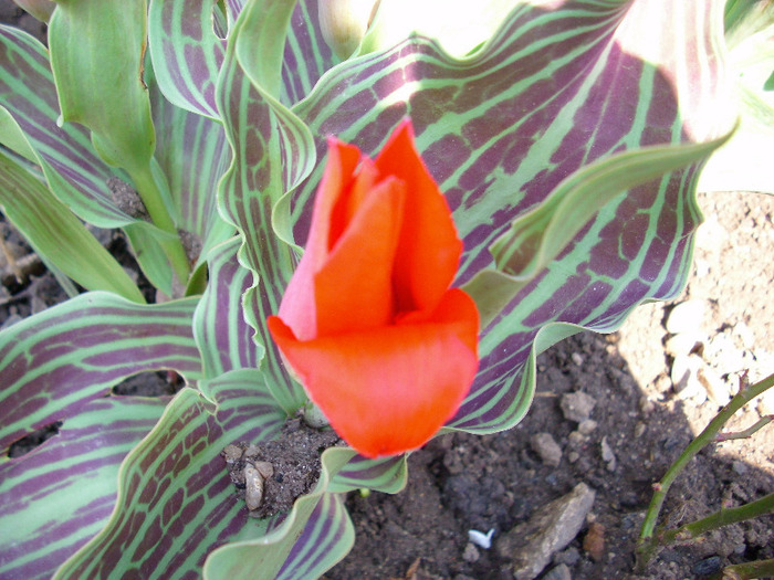 little red riding hood - gradina mea 2011