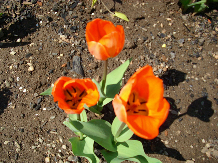 orange  emperor - gradina mea 2011