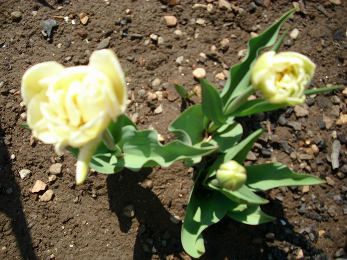 cassablanca - gradina mea 2011