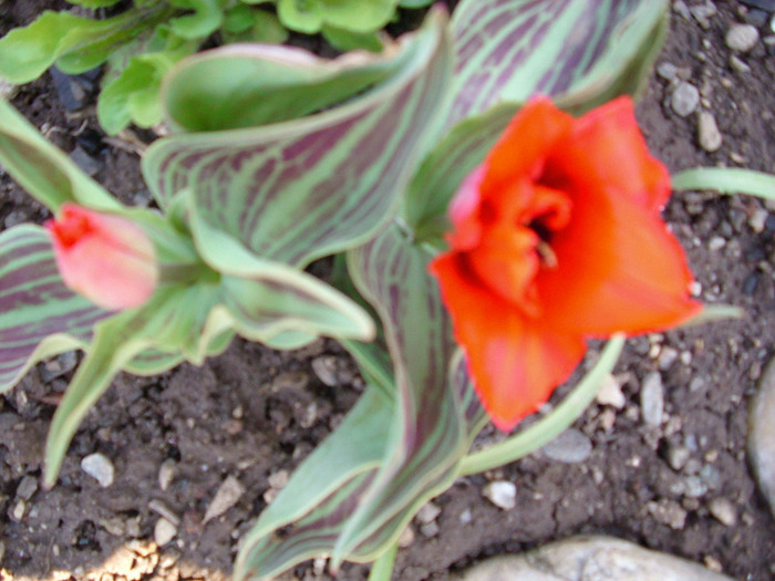 little red riding hood - gradina mea 2011