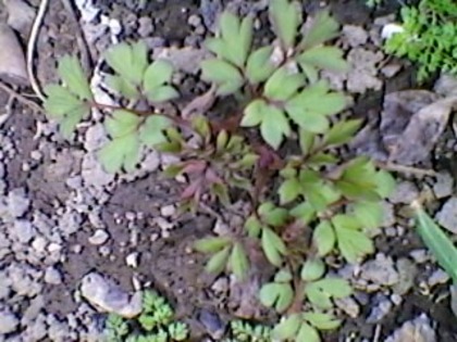 CERCEII DOAMNEI ROSU - gradina cu flori