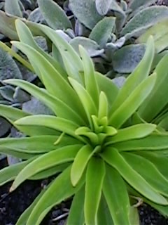 CRIN - gradina cu flori