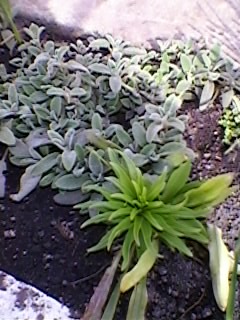 CRIN,URECHI DE IEPURE. - gradina cu flori