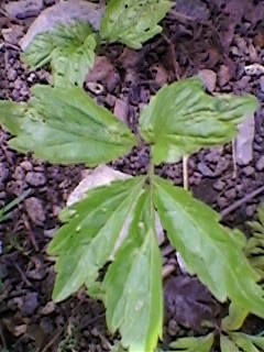 Copy of SP_A1387 - gradina cu flori