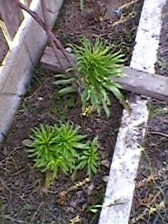 crini albi - gradina cu flori