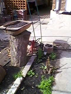 curtea mea - gradina cu flori