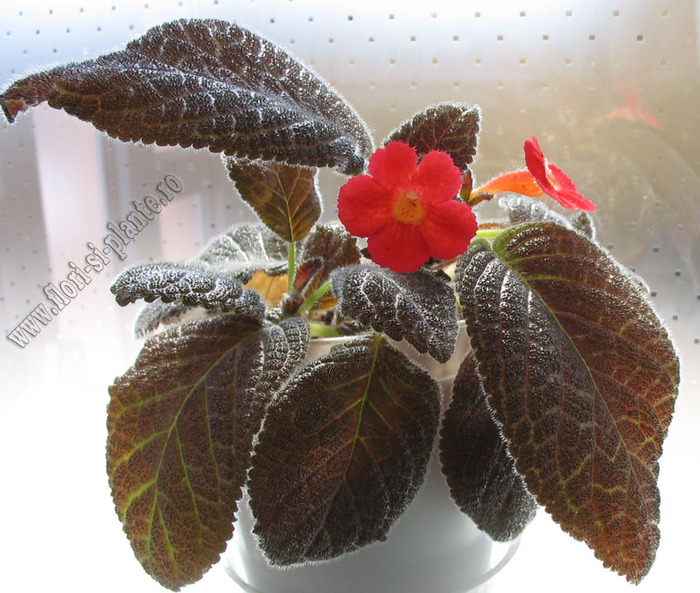 Episcia Amazonica 4