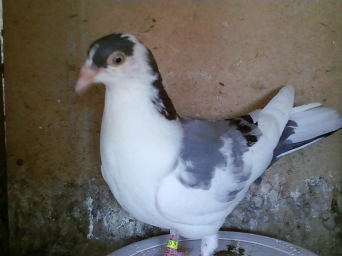 dan 016 - puisori 2011