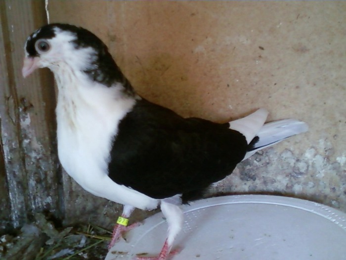 dan 001 - puisori 2011