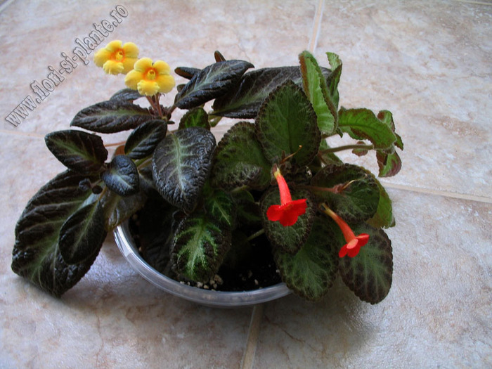 Episcia mix 27 - EPISCIA