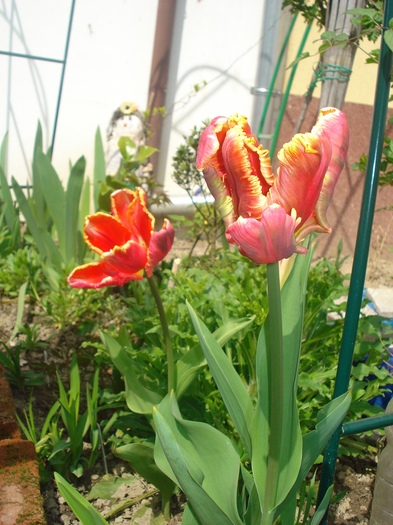 DSC02781