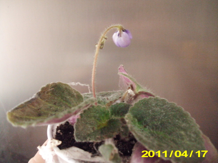 Picture 005 - violete
