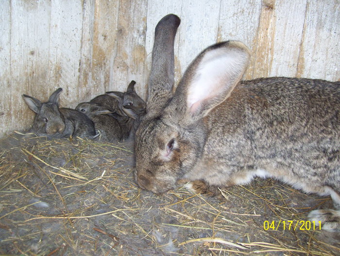 Picture 157 - iepuri aprilie 2011