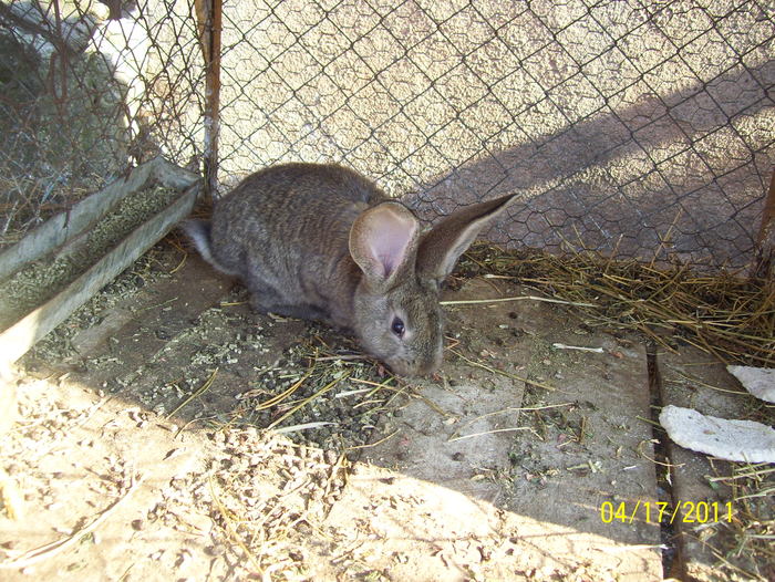 Picture 160 - iepuri aprilie 2011