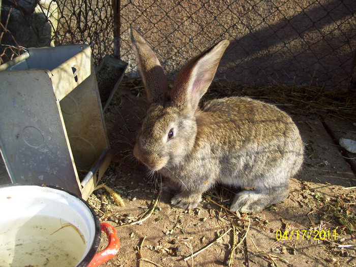 Picture 161 - iepuri aprilie 2011