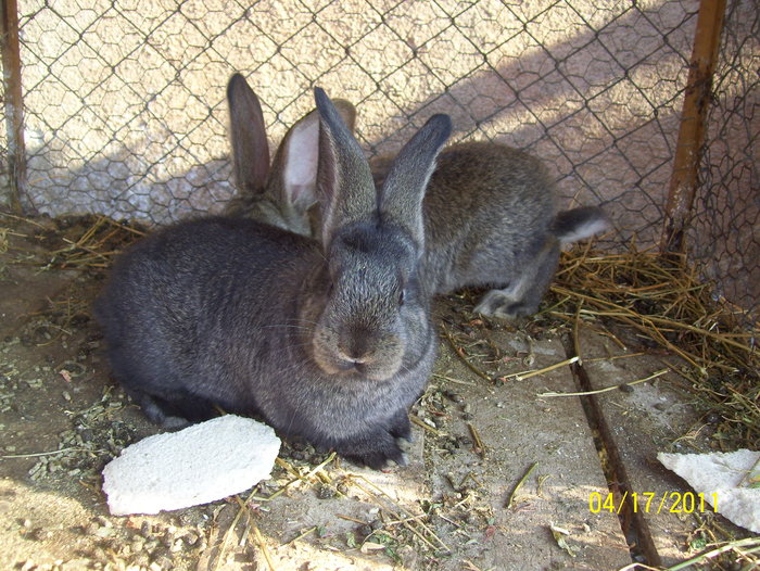 Picture 166 - iepuri aprilie 2011