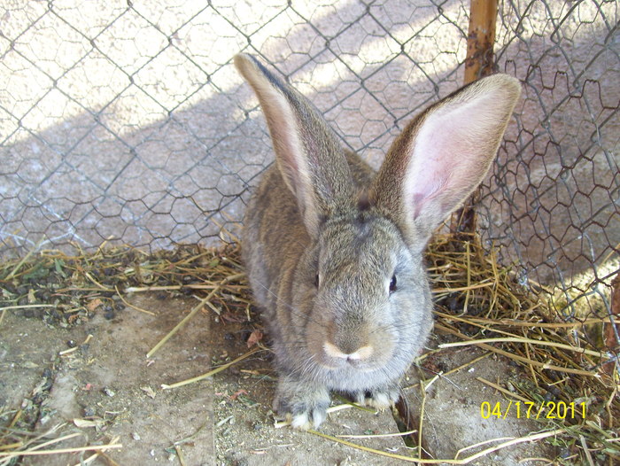 Picture 171 - iepuri aprilie 2011