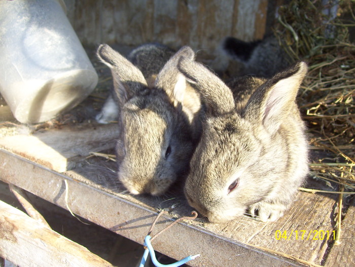 Picture 177 - iepuri aprilie 2011