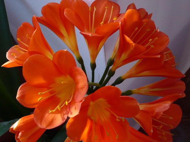 P1080730 - CLIVIA