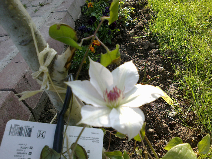 clematita                                      clemtis Pink Fantasy - Gradinita lui Doinita