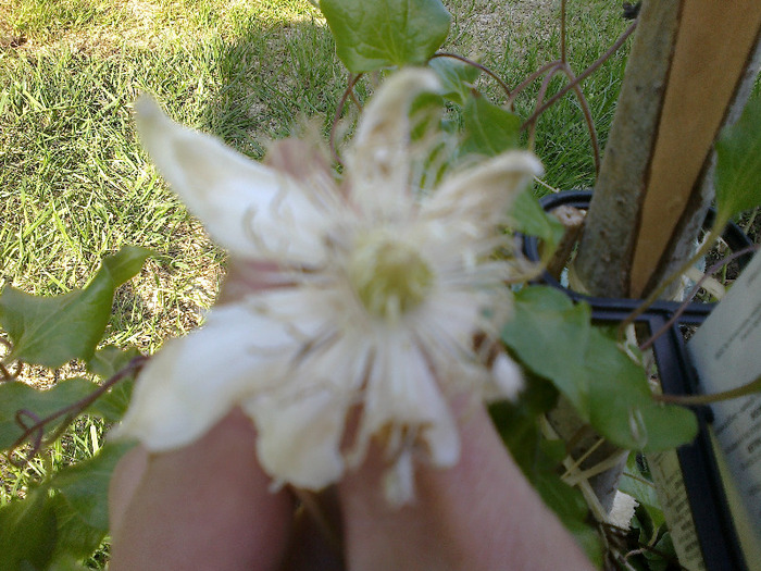 clematita Glady Picard; clematita
