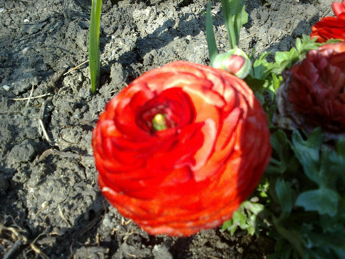 ranunculus - piciorul cocosului; ranunculus - piciorul cocosului
