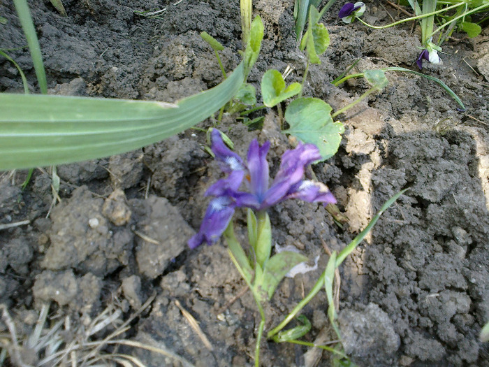 iris - Gradinita lui Doinita