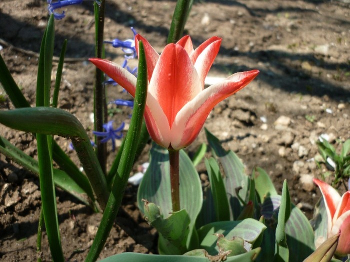 P1040868 - flori de primavara