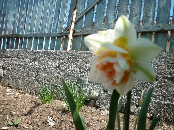 narcisa - flori de primavara
